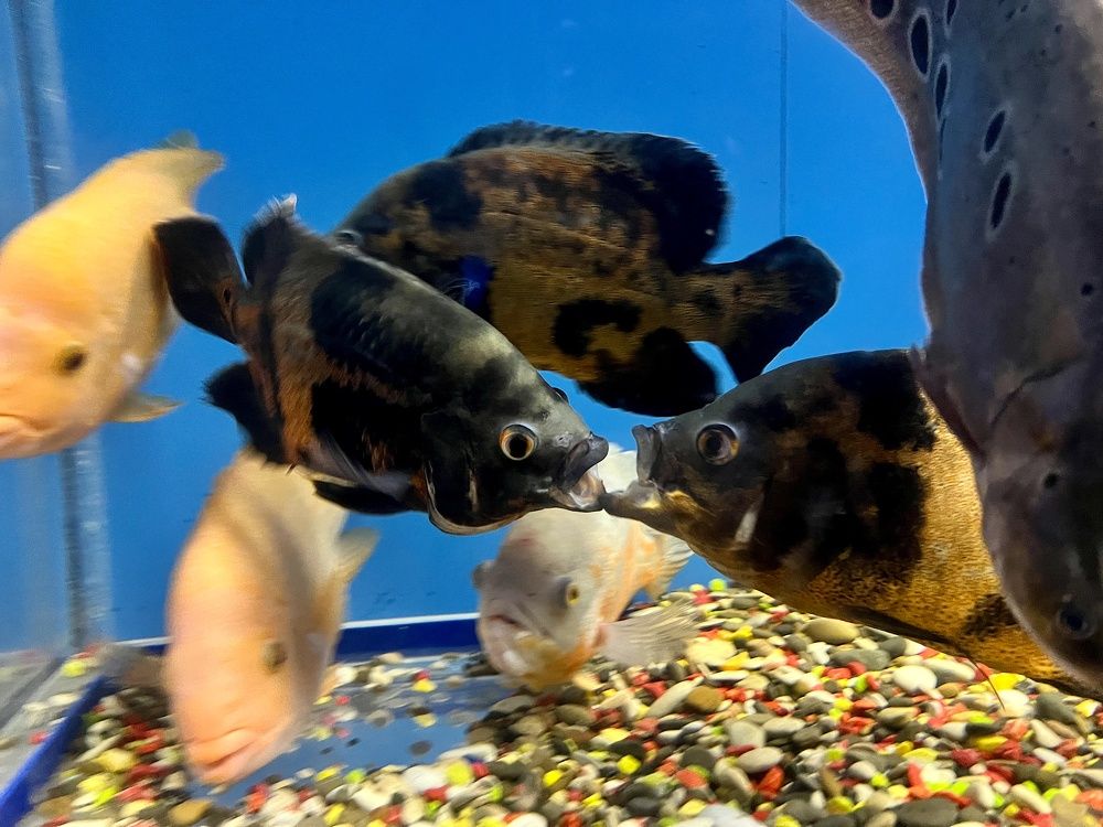 Photograph by Maxim Voronov