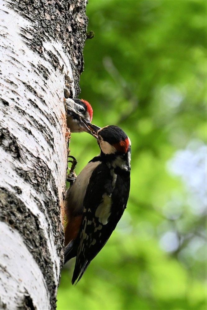 Фотография автора IRINA FILIPPOVA