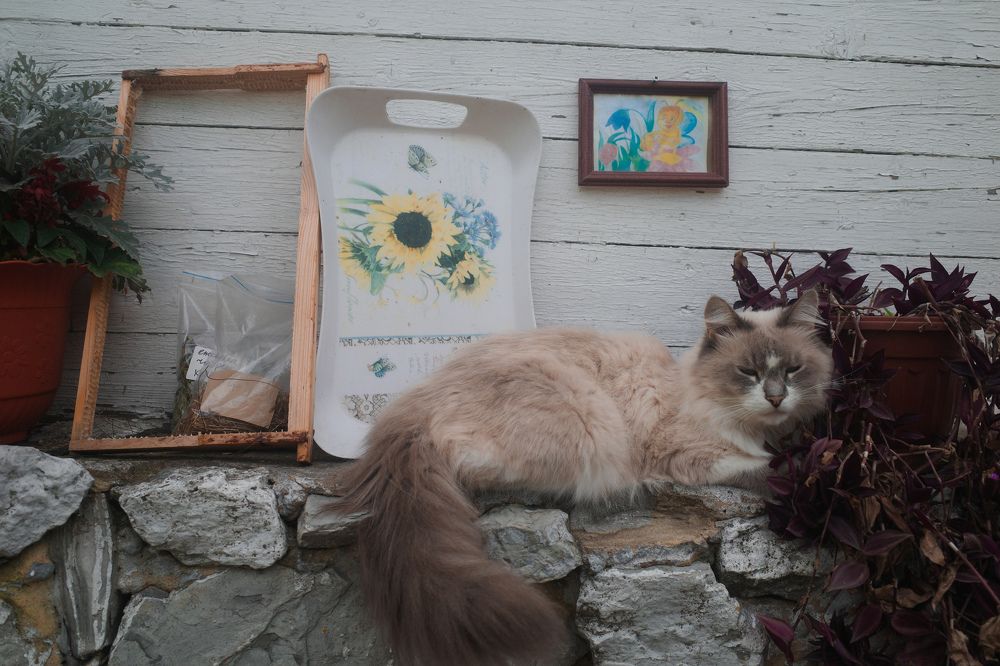 Photograph by Алла Никушкина