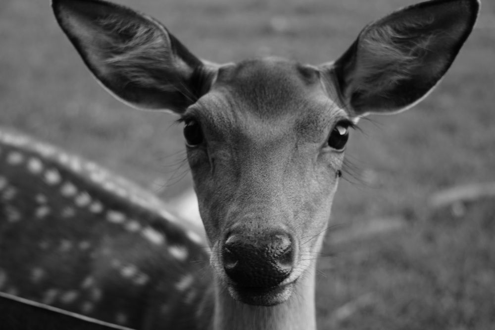 Фотография автора Ramin Ismayilov