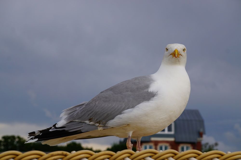 Фотография автора Ramin Ismayilov