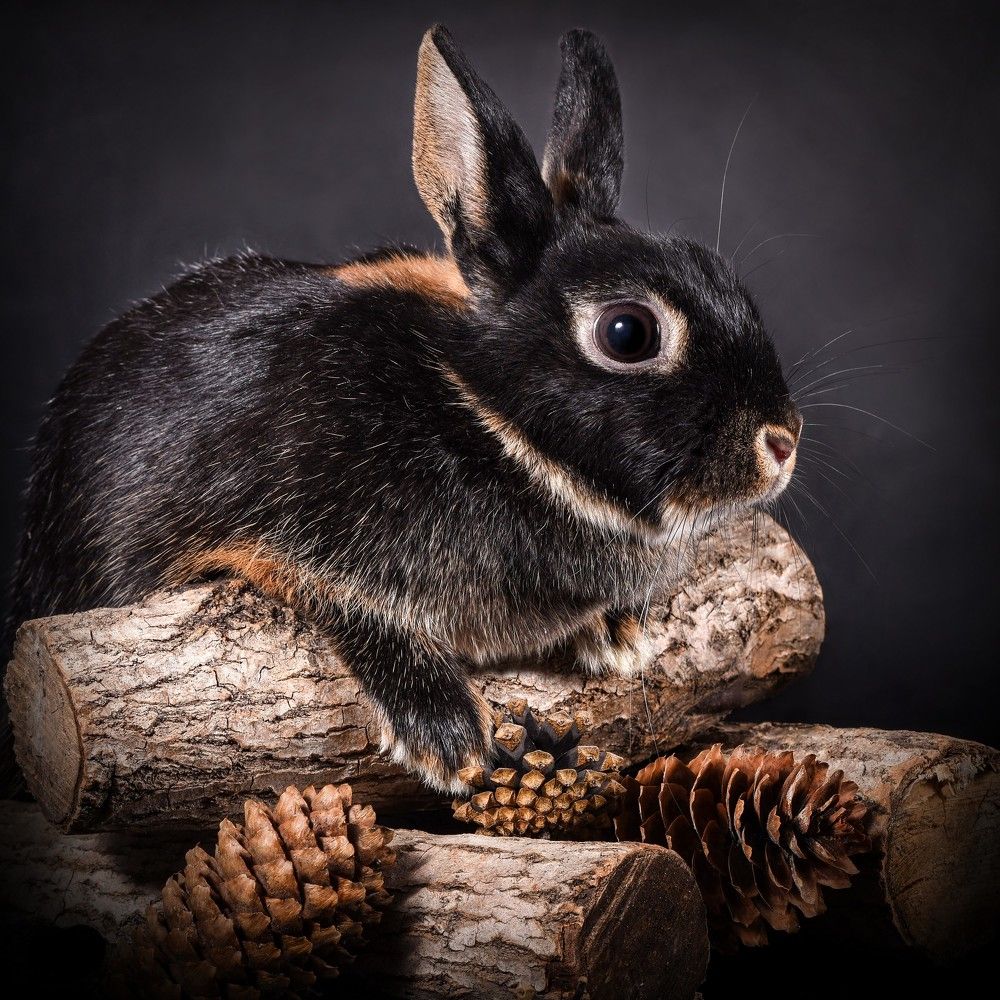 Натюрморт с черным кроликом - Still life with a black rabbit