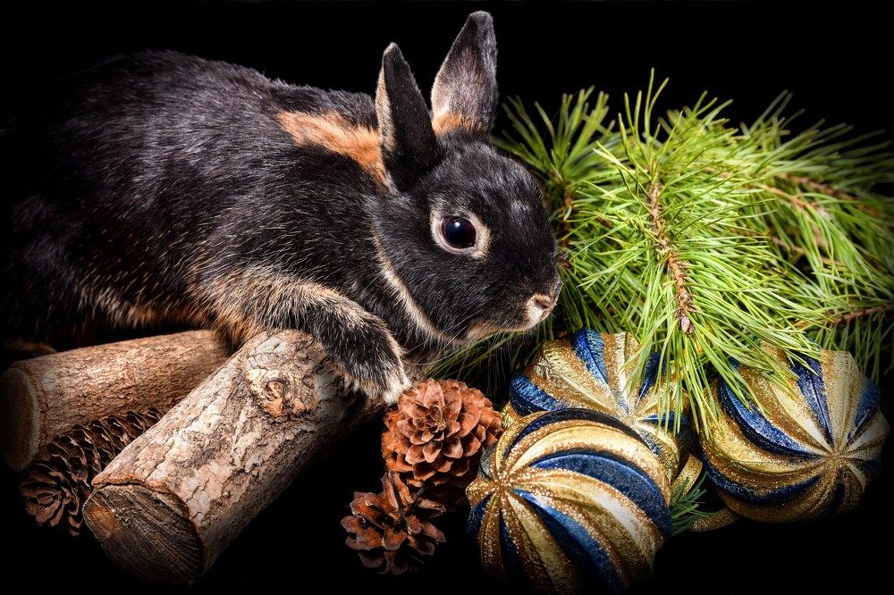Новогодний натюрморт с черным кроликом - New Year's still life with a black rabbit