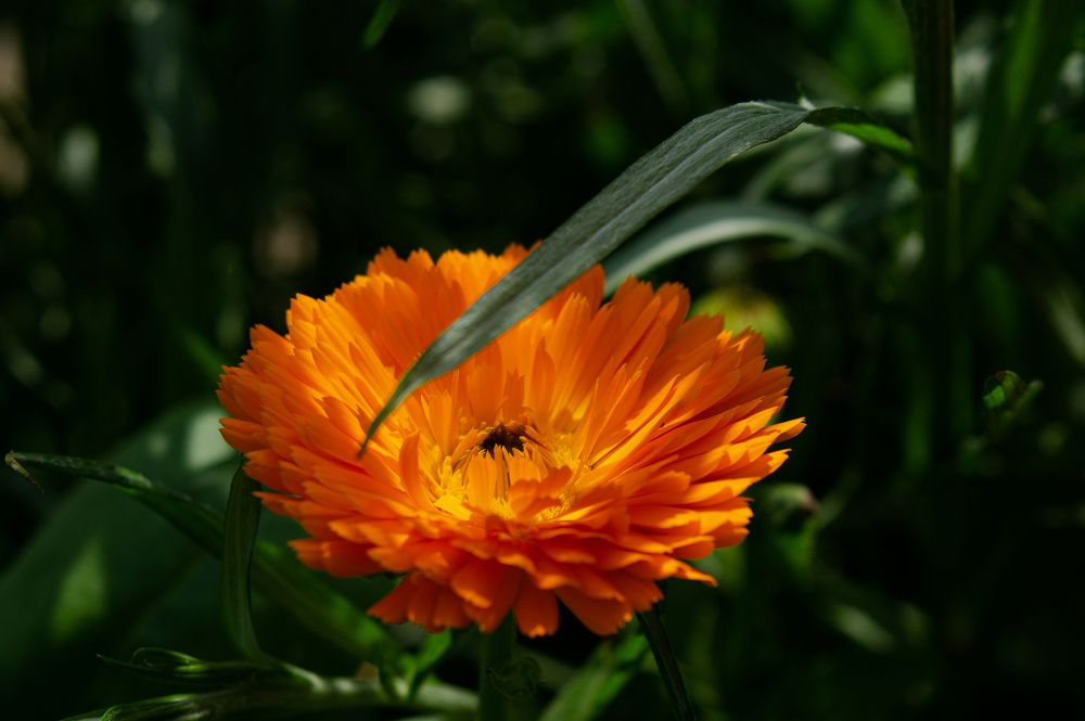 Photograph by Ариадна Подмогильная