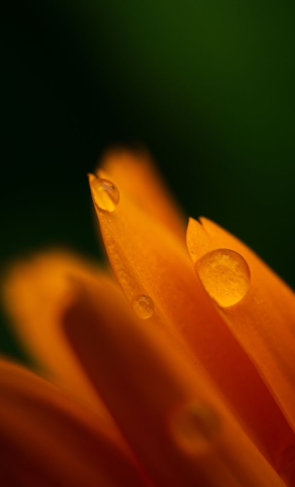 Photograph by Ариадна Подмогильная