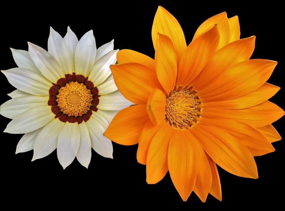 Арктотис / Arctotis Hybridum