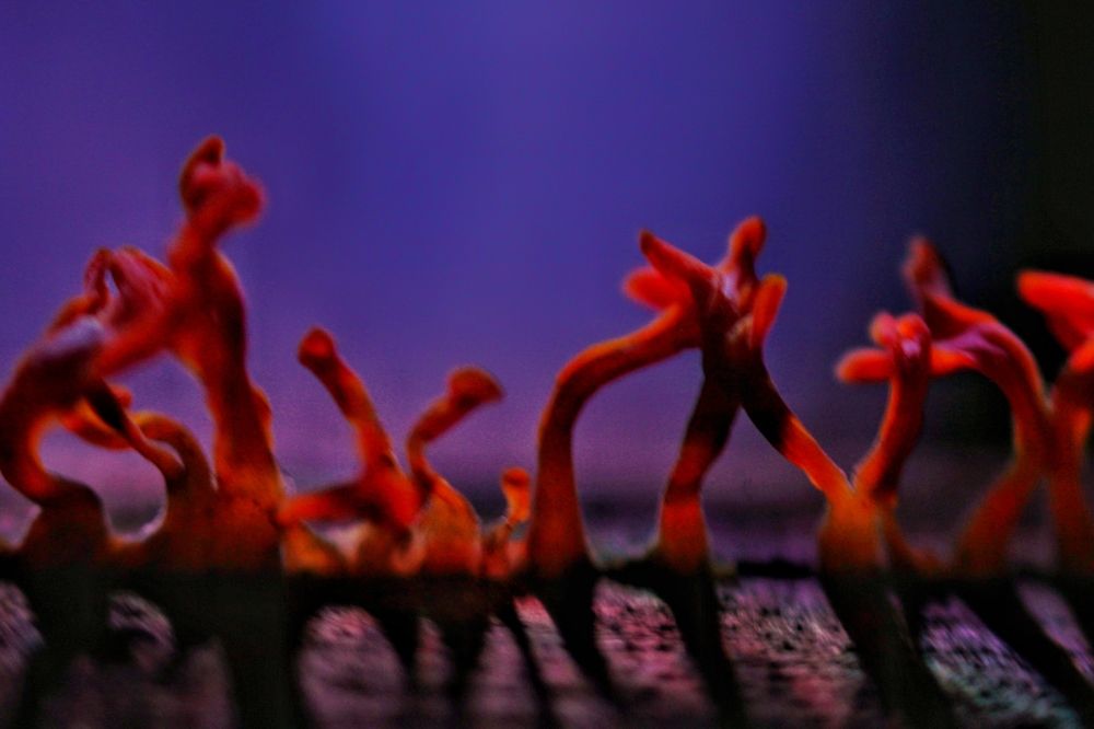 Photograph by Pheap Sophinh