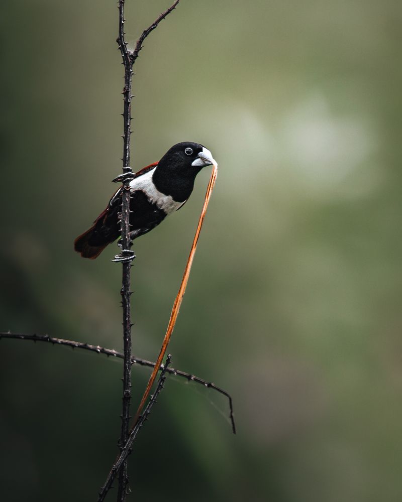 Photograph by Nyonika Rawal