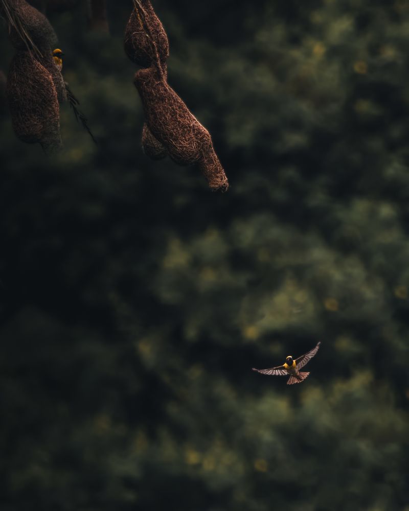 Photograph by Nyonika Rawal