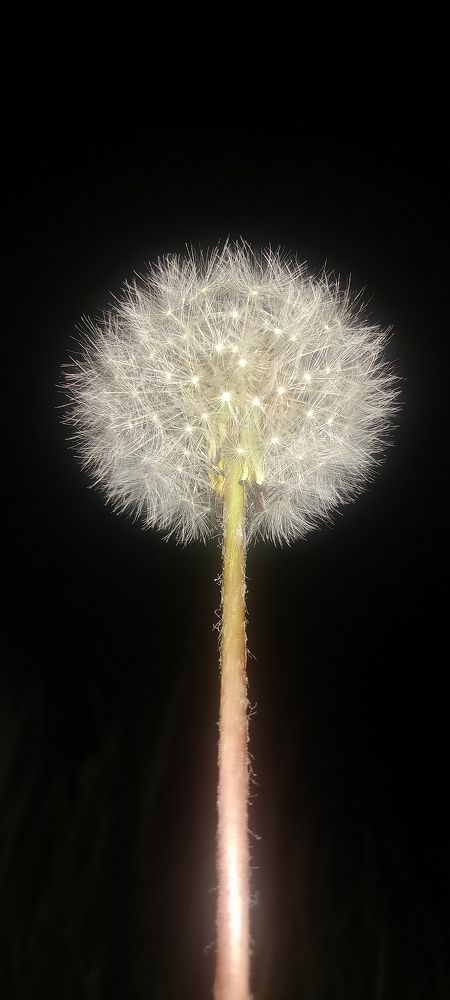 Пушистик в ночи