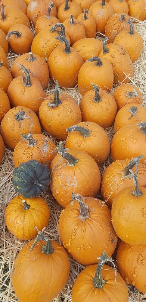 Фотография автора Ольга Мусина