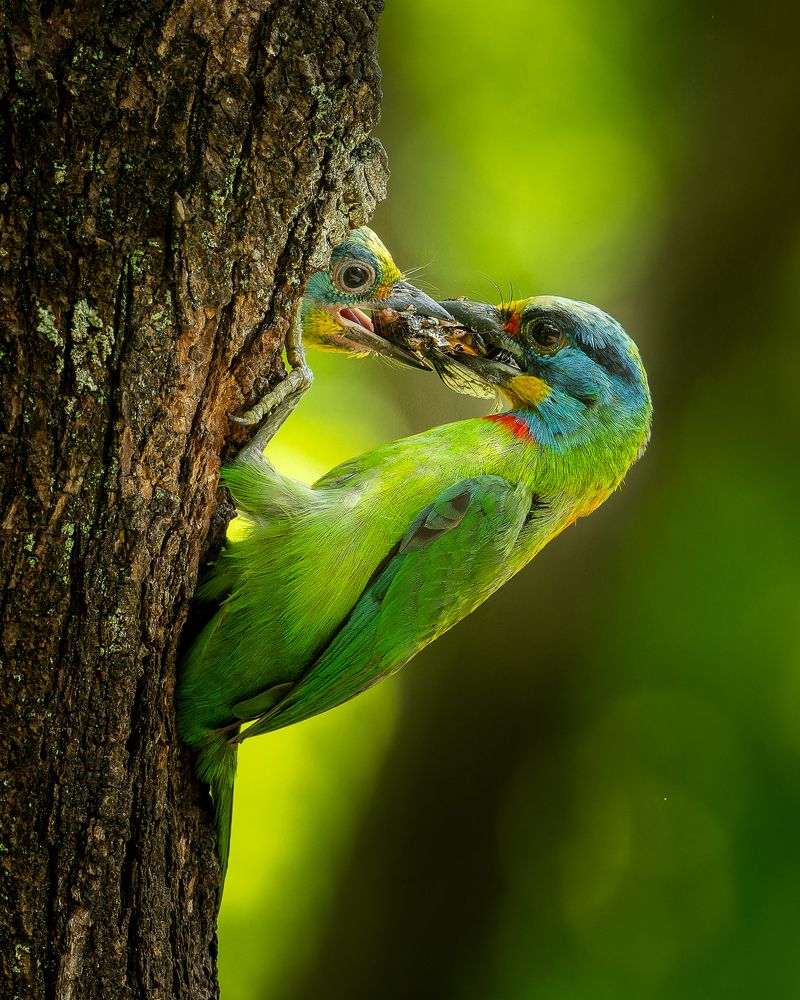 Taiwan barbet