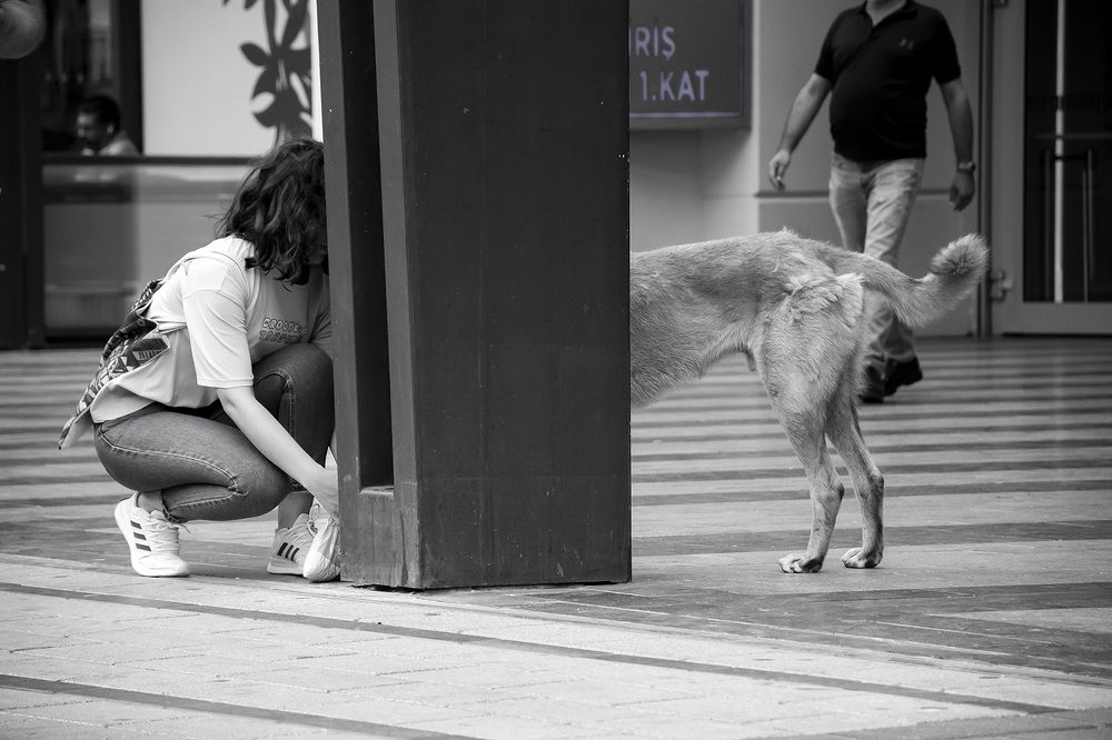 The girl and the street dog