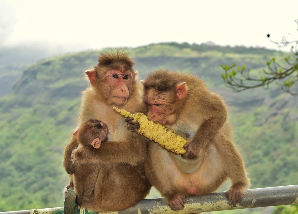 Photograph by Anirban Karmakar