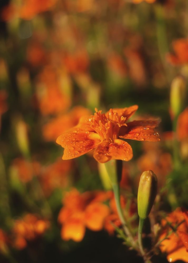 Фотография автора Ольга Кунакова