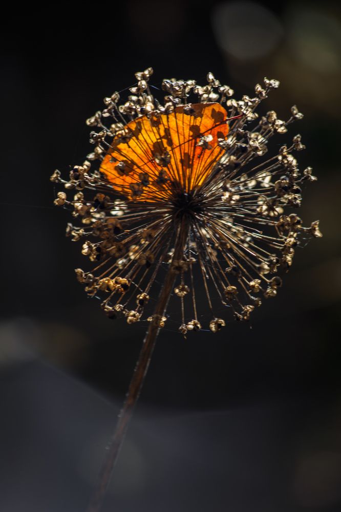 Photograph by Vasily Prokhorov