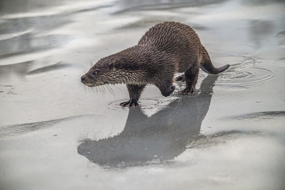 Photograph by Савчук Сергей