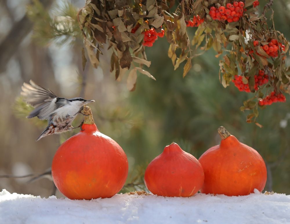 Photograph by Евгения Левина