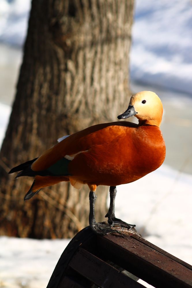 Photograph by Светлана Шуткова