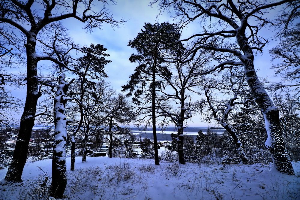 Зима в лесу.