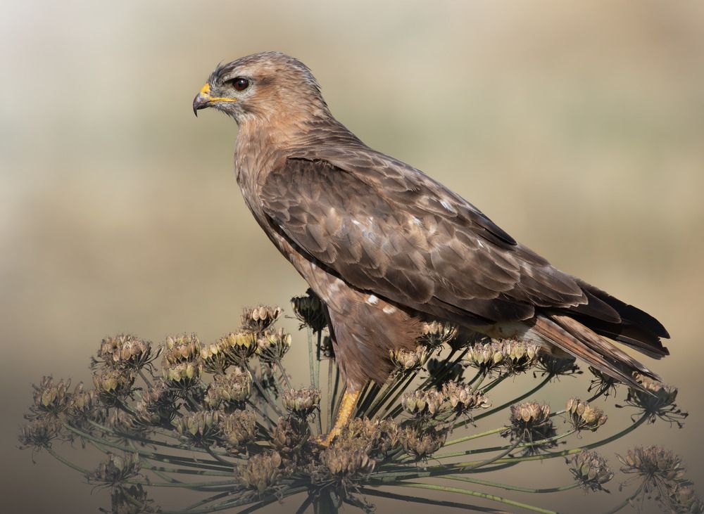 Photograph by Дарья