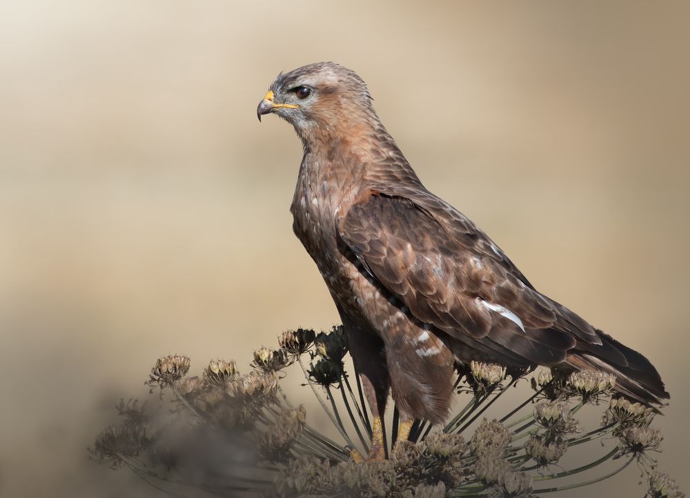 Photograph by Дарья