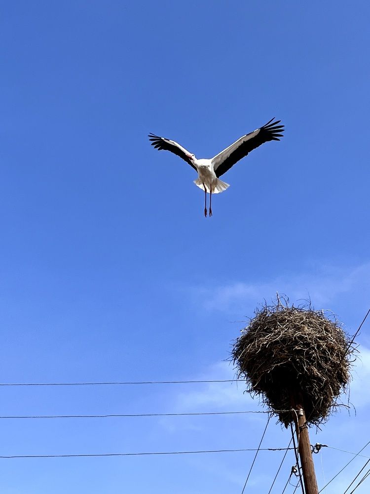 Гнездо аиста