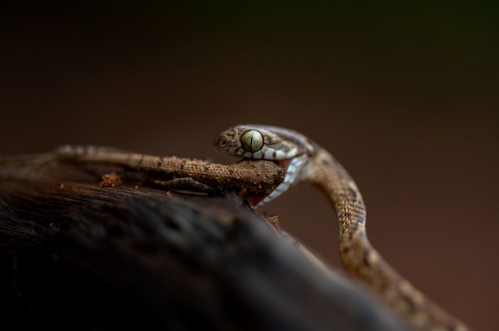 Photograph by Narayanan Iyer
