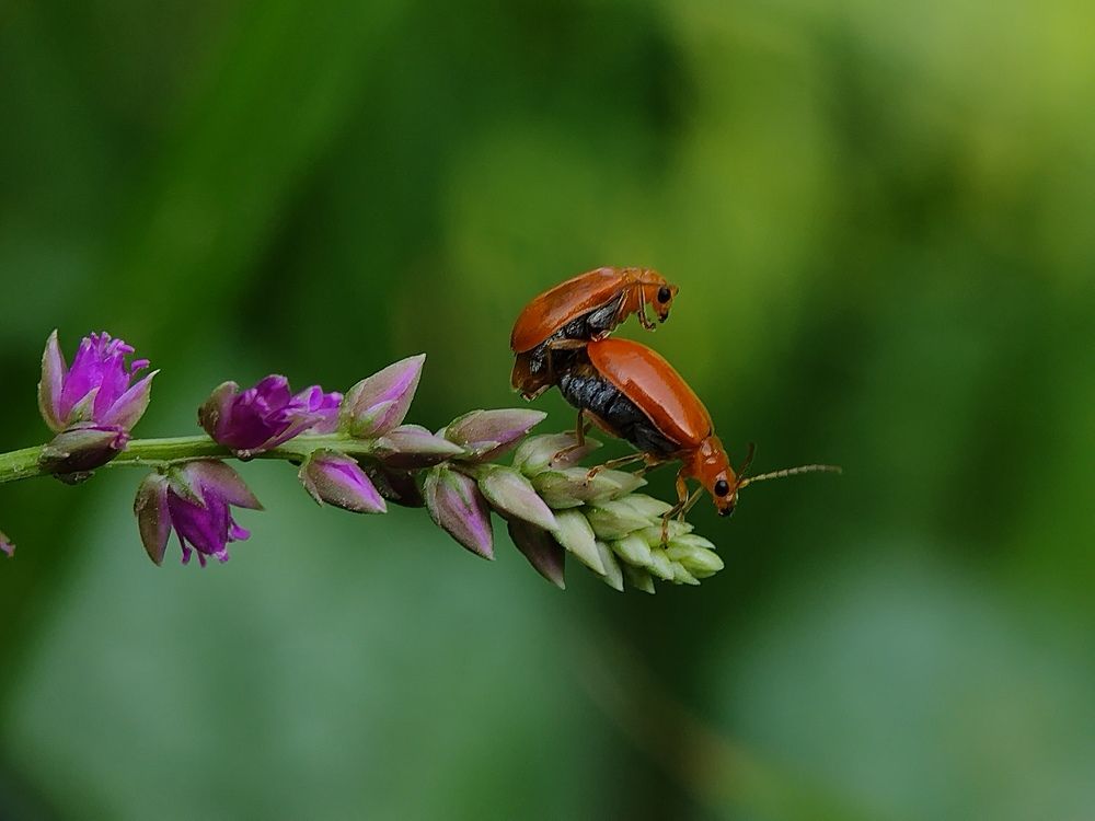 Photograph by SWARUP KR MANDAL
