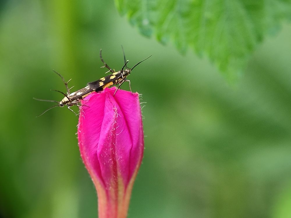 Photograph by SWARUP KR MANDAL