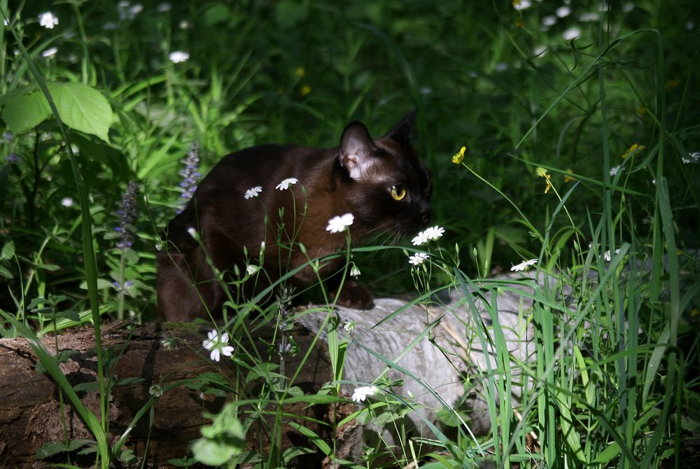 Фотография автора Надежда Лисицына