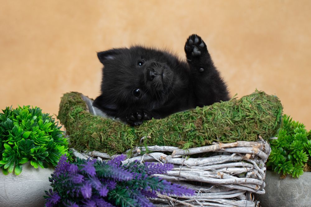 Photograph by Kovaleva Irina