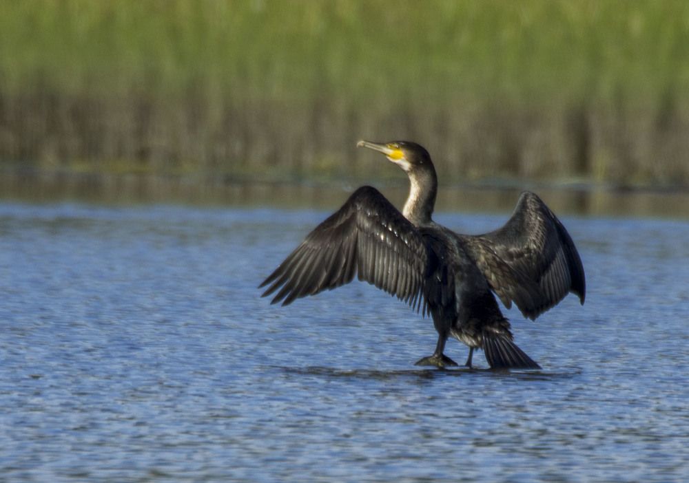 Фотография автора Александр Собокарь