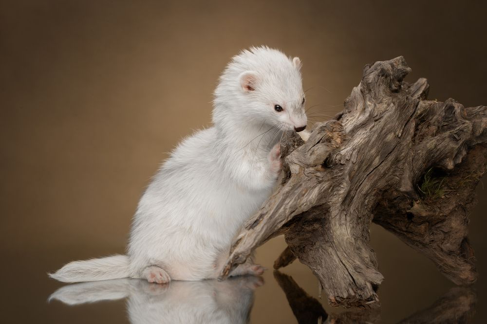 Photograph by Kovaleva Irina