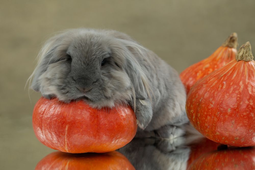 Photograph by Kovaleva Irina