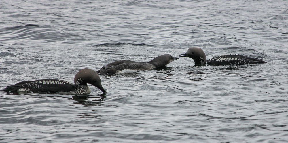 Фотография автора Александр Довганюк