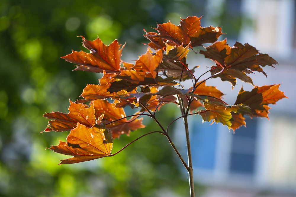Photograph by Евгения Шулакова