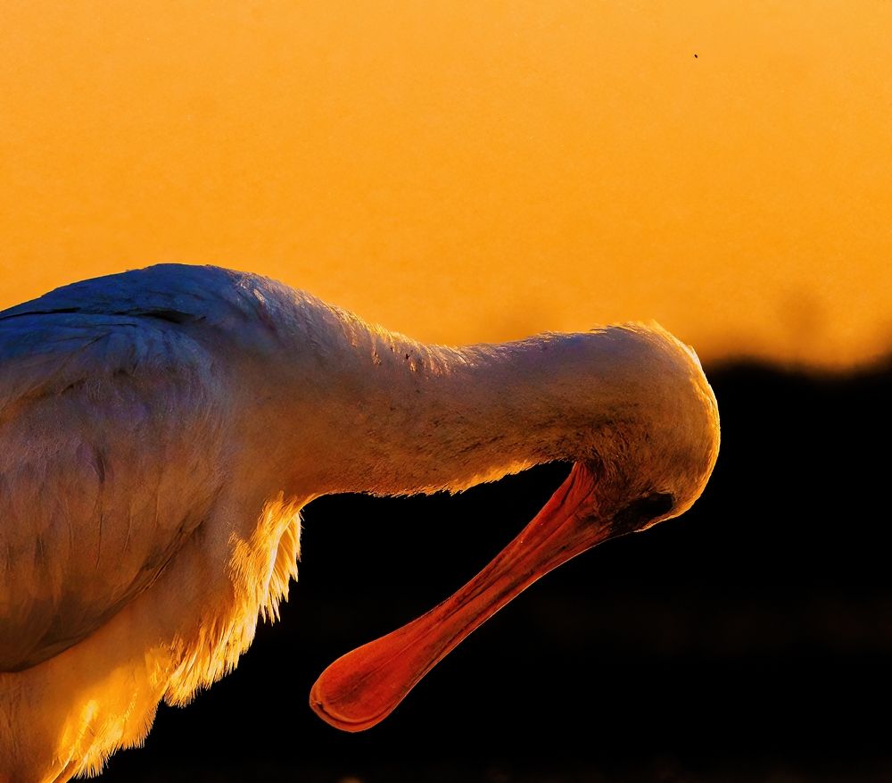 Photograph by Chris Brain