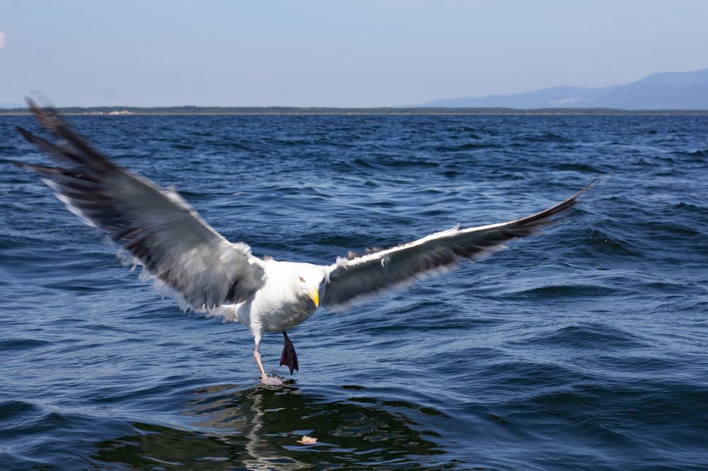 Photograph by Ольга Логарева