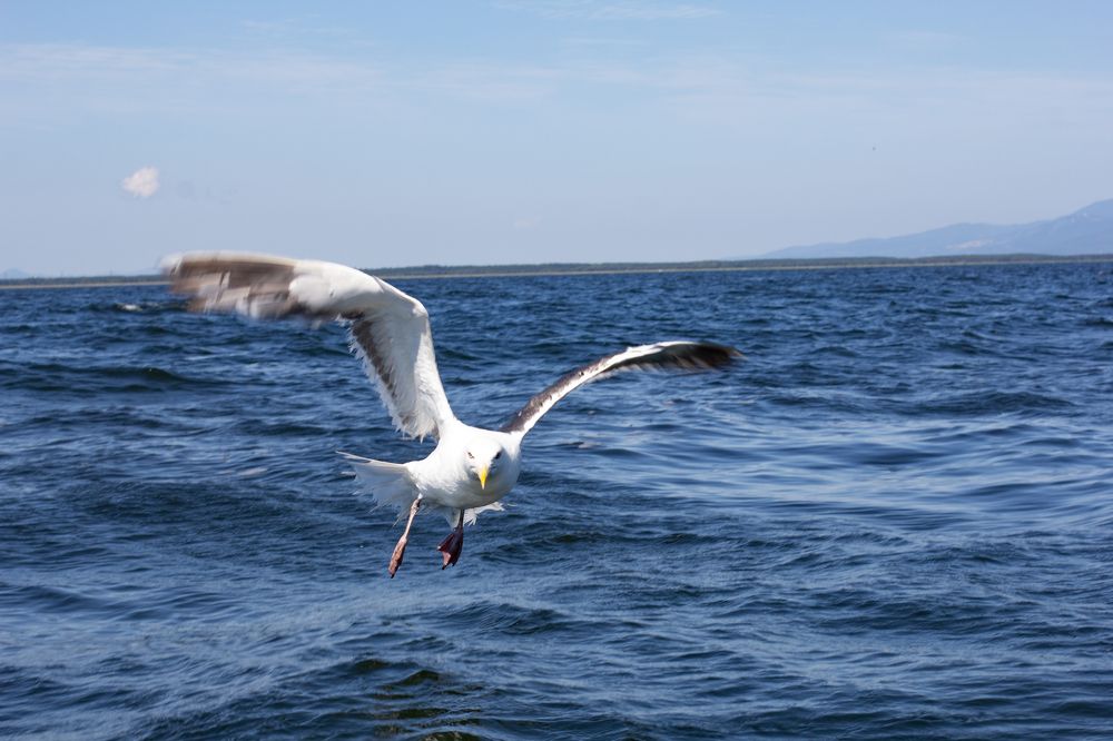 Photograph by Ольга Логарева