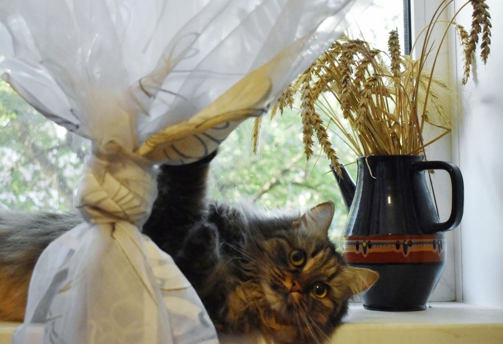 Фотография автора Catherine Shashkova