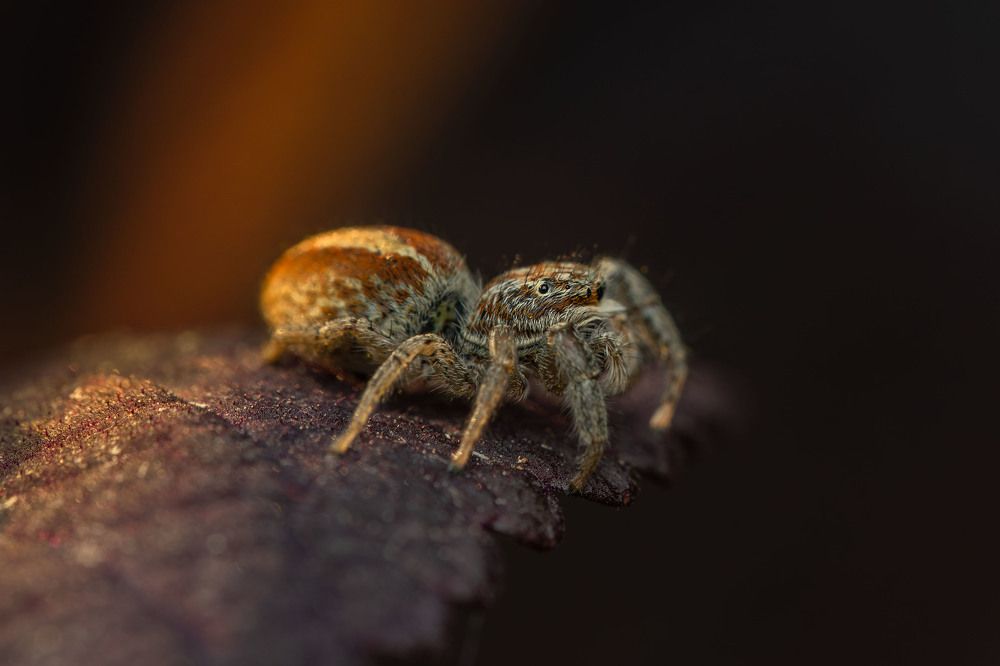 Фотография автора Виталий Сурков