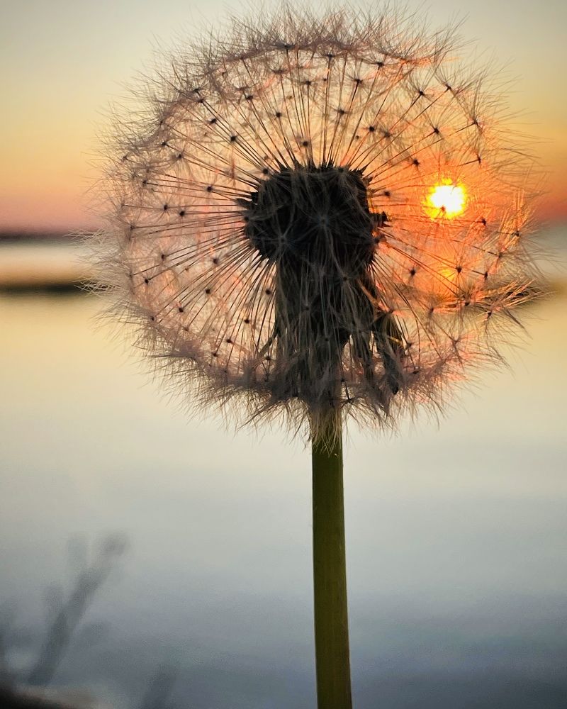 Photograph by Елена Джалалян