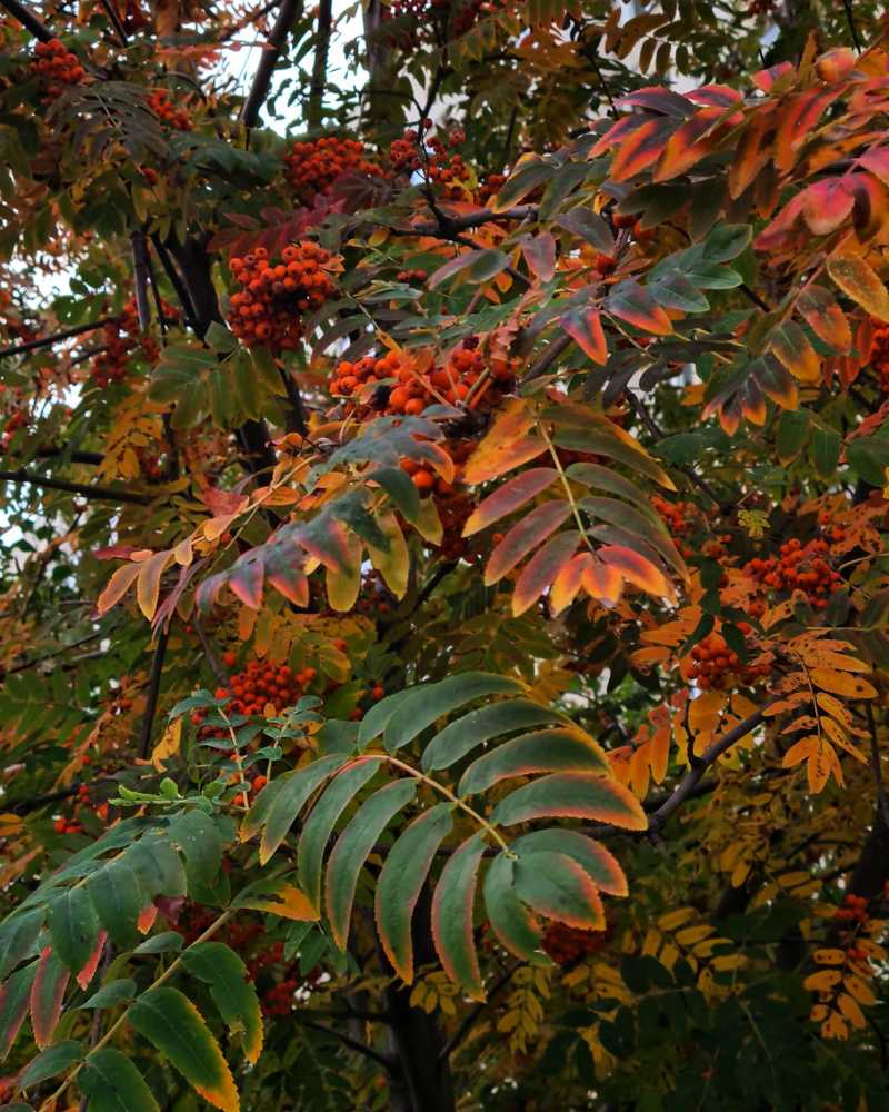 Photograph by Людмила Григорьева