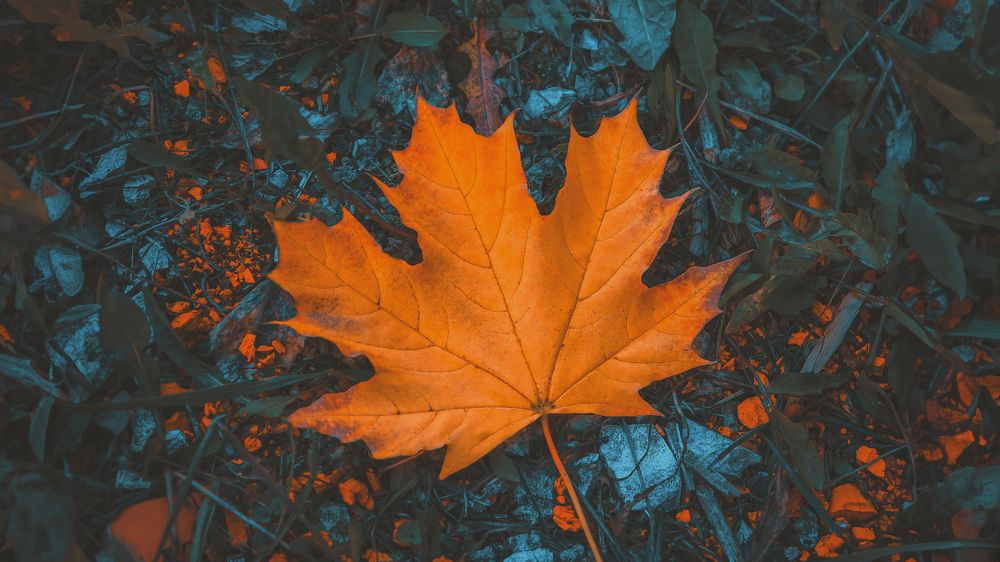 Photograph by Denis Romanov