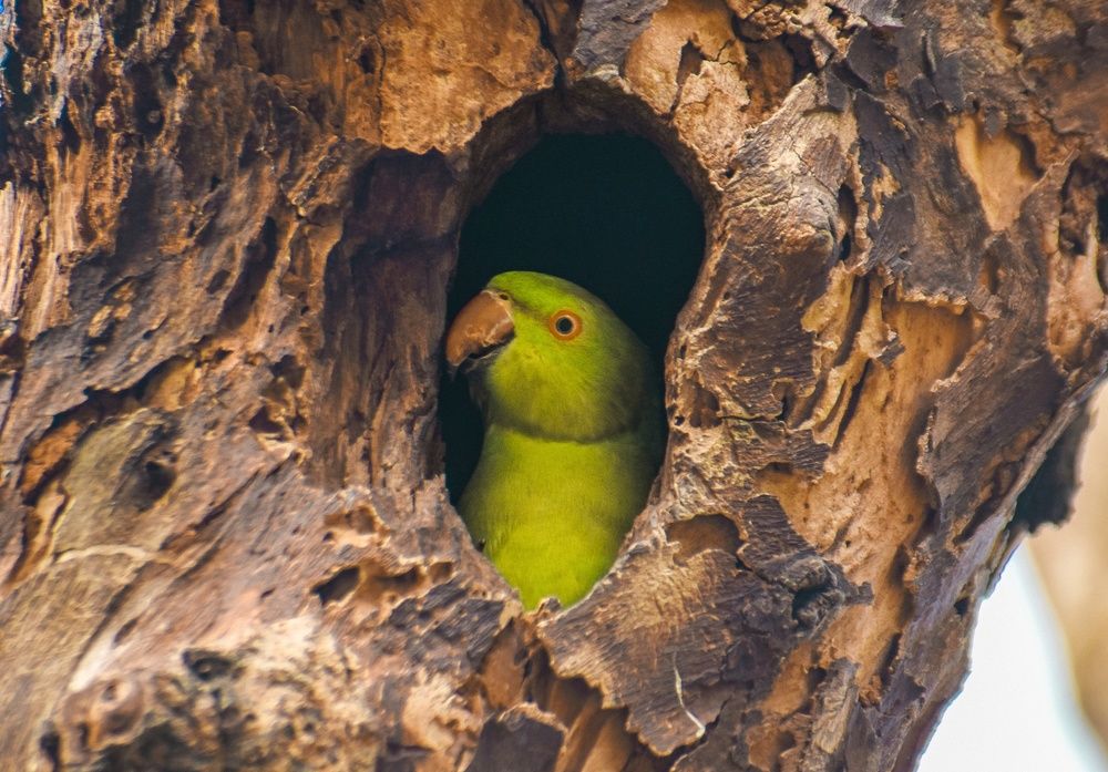 Photograph by Ankan De