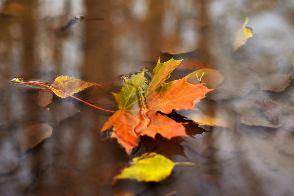 Фотография автора Оксана Льдинина