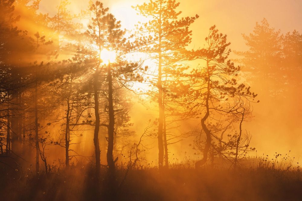 Photograph by Крицак Ольга