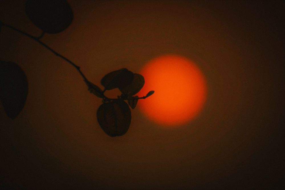 Photograph by Ankan De