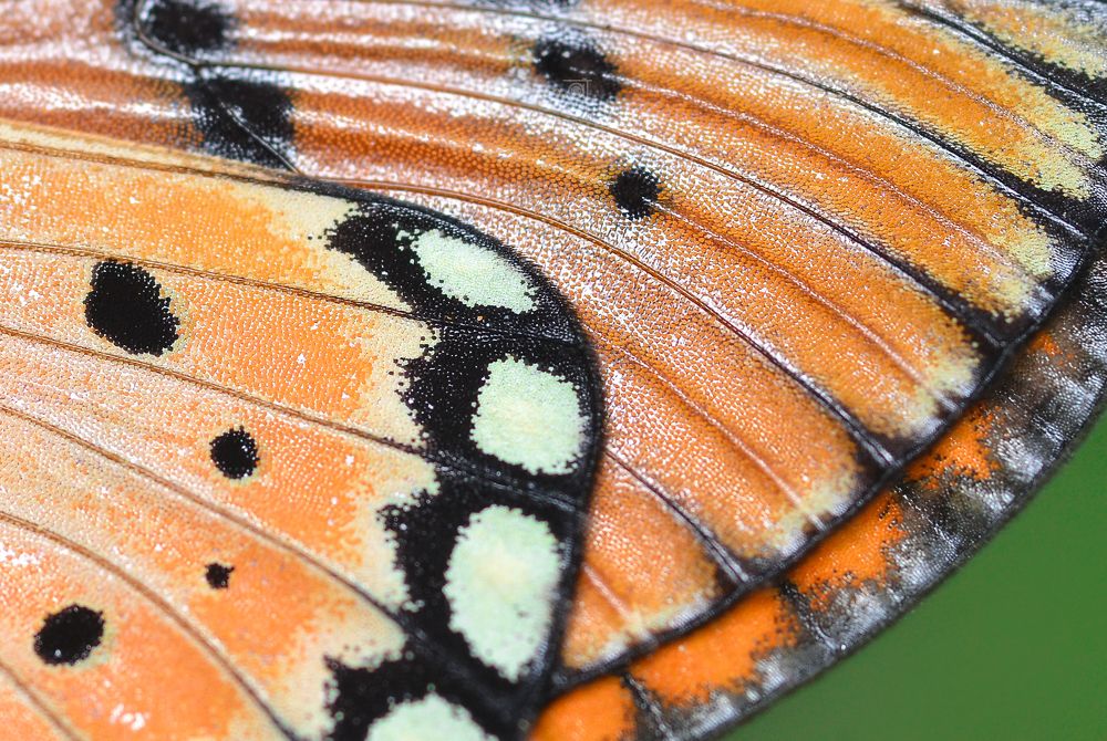 Photograph by Kasun Wickramasinghe